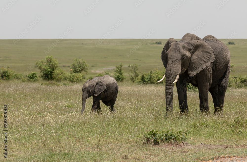 Elephant Mother and baby at Masai Mara Game Reserve,Kenya,Africa Elephant Mother and baby at Masai Mara Game Reserve,Kenya,Africa
