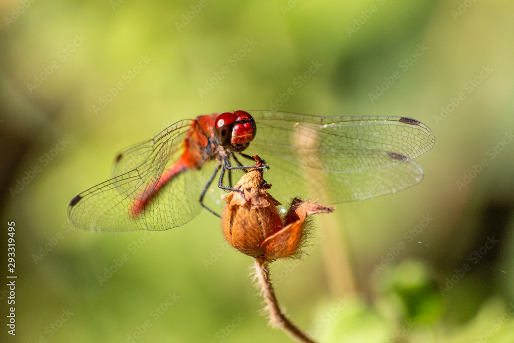 Macro photo of a dragonfly head Macro photo of a dragonfly head