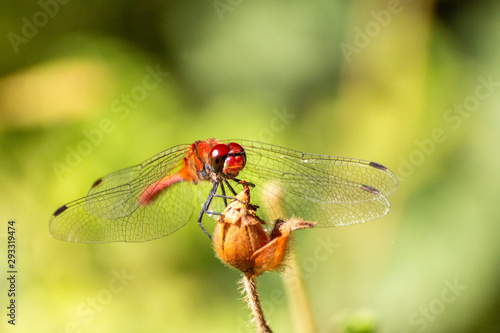 Macro photo of a dragonfly head © stocktr