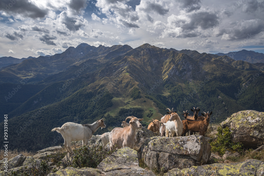 Goat in the pyrennes mountains