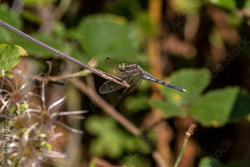 Macro photo of a dragonfly head © stocktr