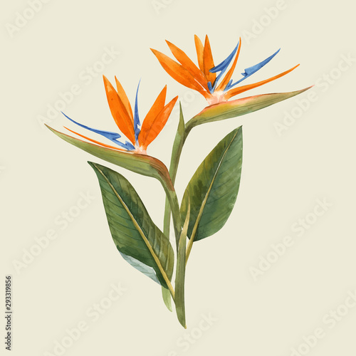 Watercolor strelitzia flowers vector illustration