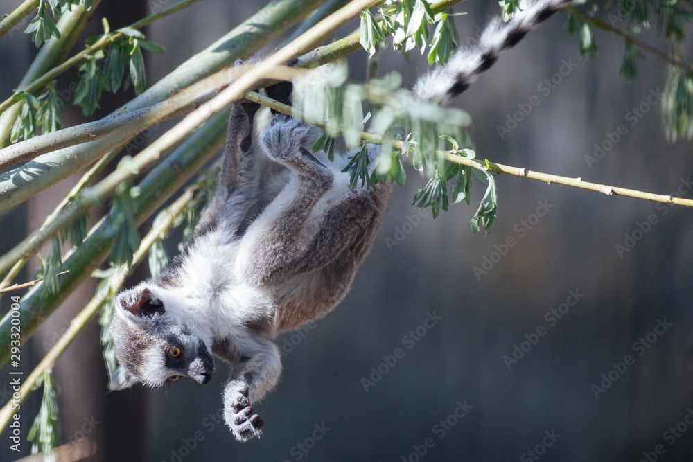 Young funny ring-tailed lemur Young funny ring-tailed lemur