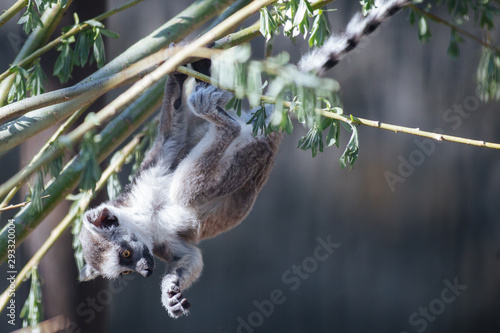 Young funny ring-tailed lemur