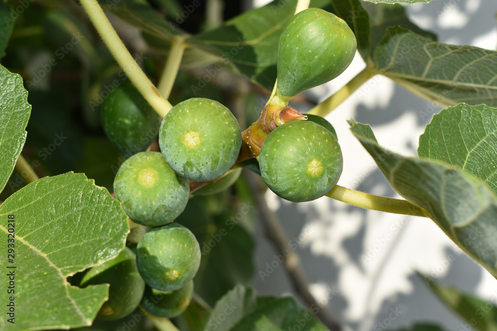 Rama de higuera con higos verdes en fase de crecimiento.