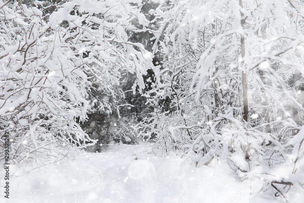 Winter landscape. Forest under the snow. Winter in the park. Winter landscape. Forest under the snow. Winter in the park.