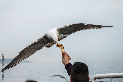 On the ferry to Kadikoy, children are feeding seagulls October1, 2019, ISTANBUL, TURKEY photo