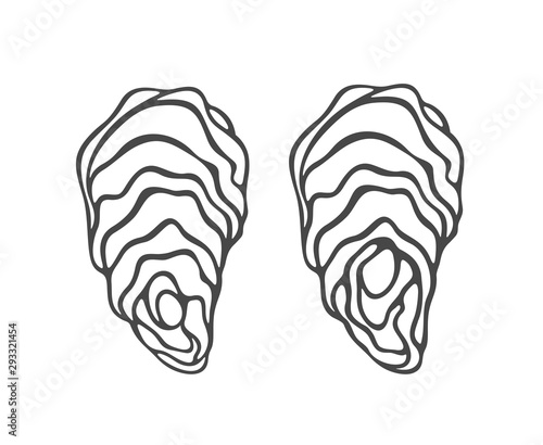 Oyster set. Isolated oyster  on white background