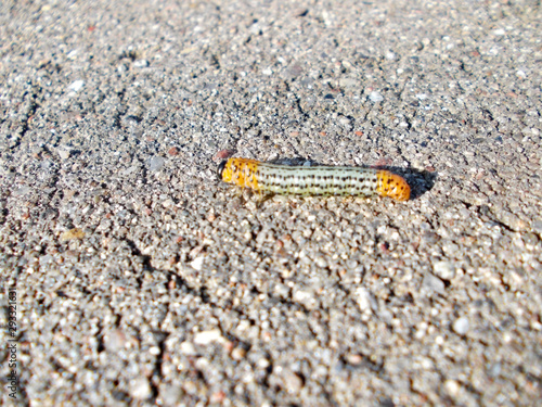 caterpillar on leaf