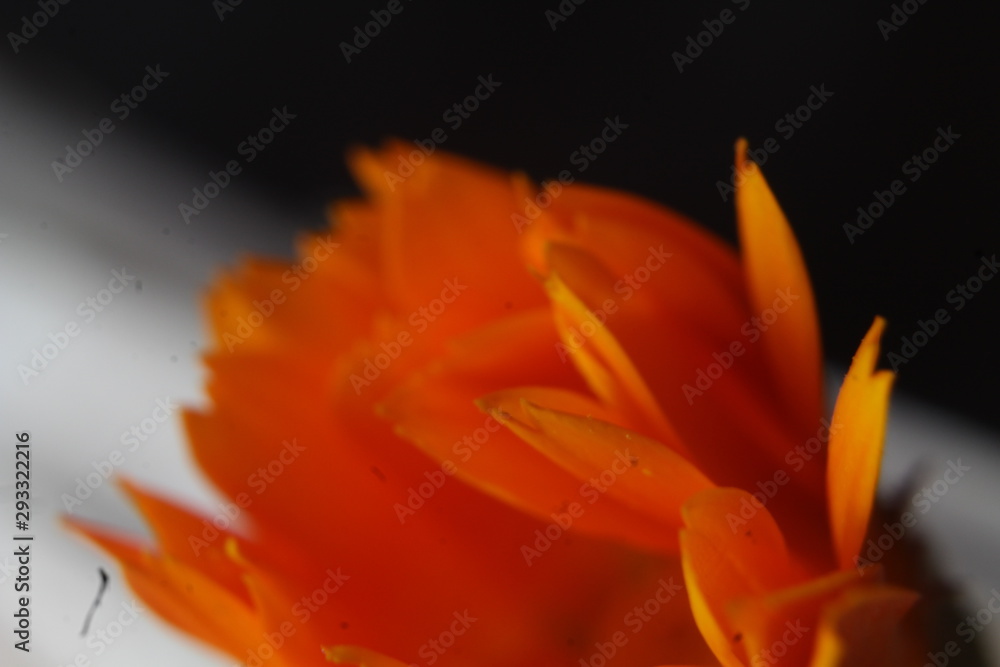 Obraz premium petalos