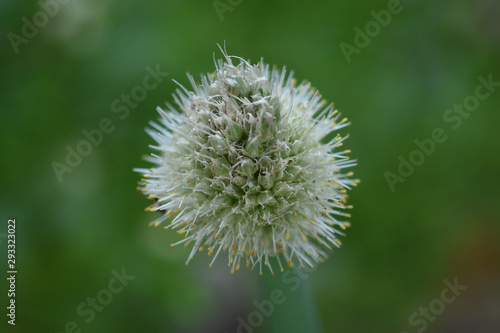 Closeup of flower background Spring Onion Scallion