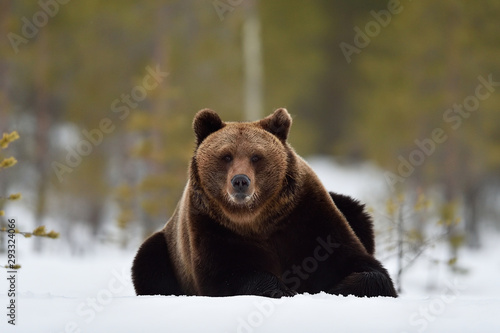 Brown bear on snow