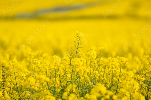 Blooming rapeseed field close up
