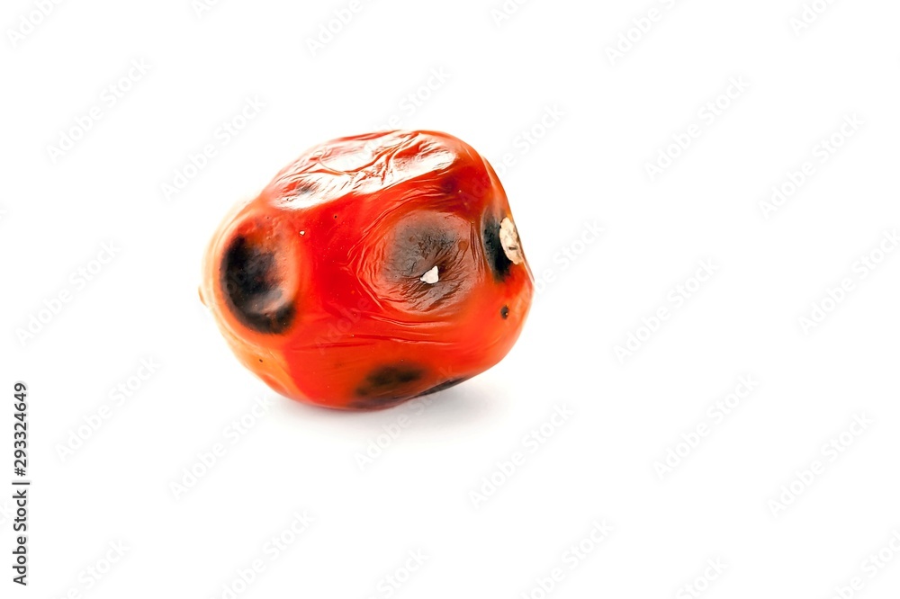 Fototapeta premium Rotten, Spoiled Tomato with Mold Spots on Skin Isolated on White Background.