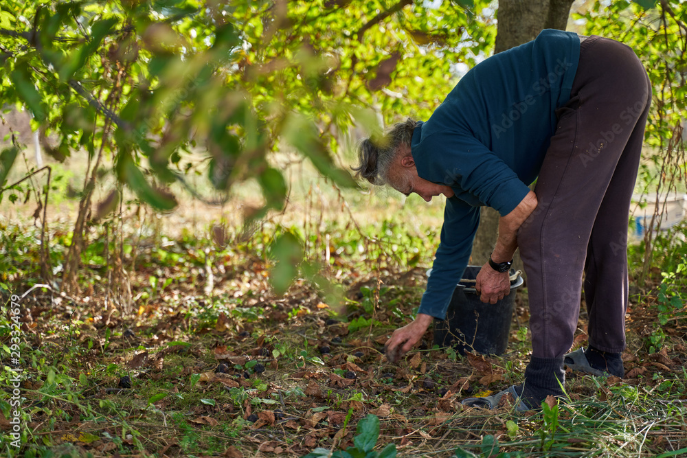 Fototapeta premium Senior woman picking walnuts