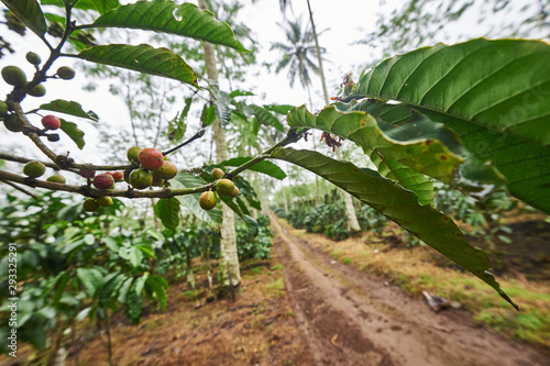 Red and green coffee seeds in a coffee plantation in East Java, Indonesia.