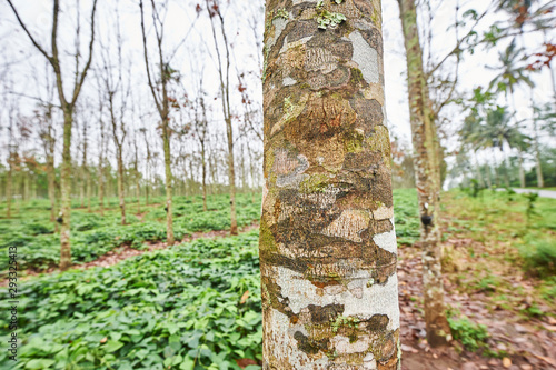 Rubber tree bark in plantation near Kampung Anyar, East Java, Indonesia, Southest Asia photo