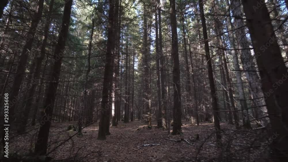 Steadicam movement while walking in lost wild autumn forest. Mystical dark autumn forest in motion. Steadicam movement while walking in lost wild autumn forest. Mystical dark autumn forest in motion.