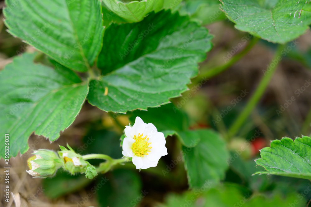 blooming strawberry flower in the garden blooming strawberry flower in the garden