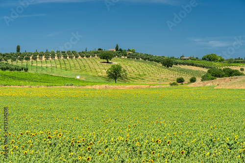 Rural landscape in Maremma at summer