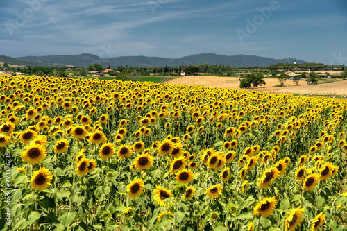 Rural landscape in Maremma at summer