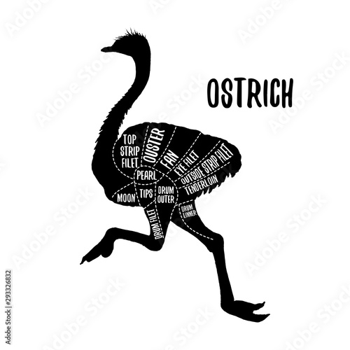 Ostrich meat cutting charts vector illustration for butchers shop guide. Label for farm design