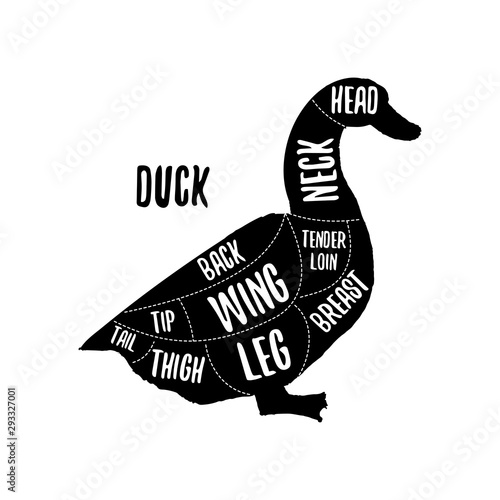 Duck meat cutting charts vector illustration for butchers shop guide. Label for farm design