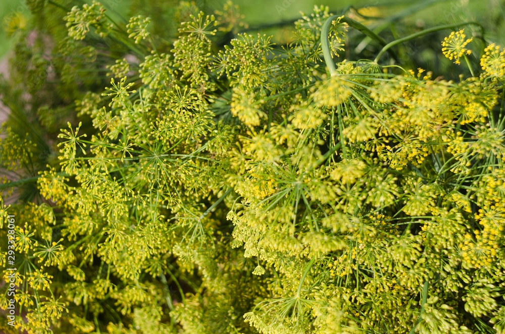 Dill flower. Soft selective focus, blur. Close up of fragrant dill fennel , ripe dill head. Dill umbrellas with seeds growing in herb garden. Dill flower. Soft selective focus, blur. Close up of fragrant dill fennel , ripe dill head. Dill umbrellas with seeds growing in herb garden.