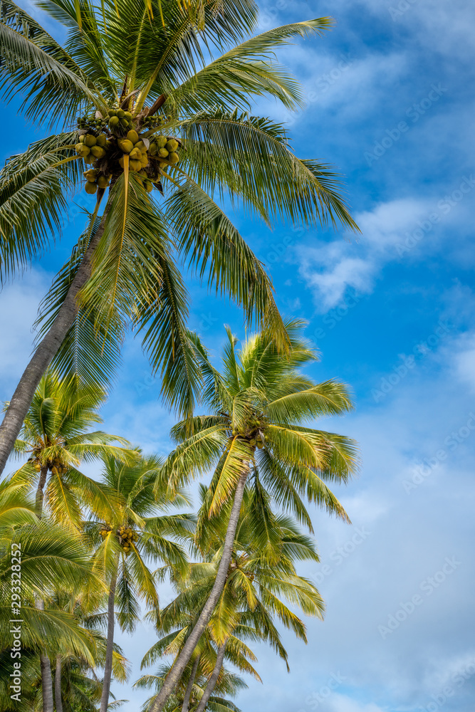 Coconut Palm Trees against the blue sky on a beautiful sunny morning at Kuto Bay beach at Isle of Pines in New Caledonia, South Pacific Ocean.