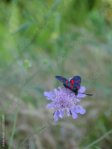 butterfly on a flower