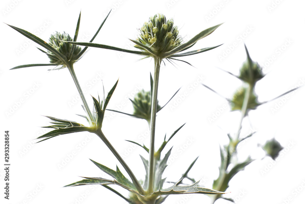 Fototapeta premium Eryngium campestre on white background