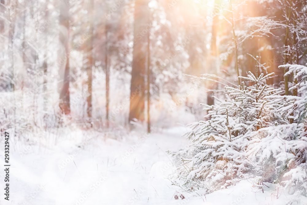 Winter landscape. Forest under the snow. Winter in the park.