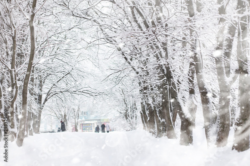 Winter landscape. Forest under the snow. Winter in the park.