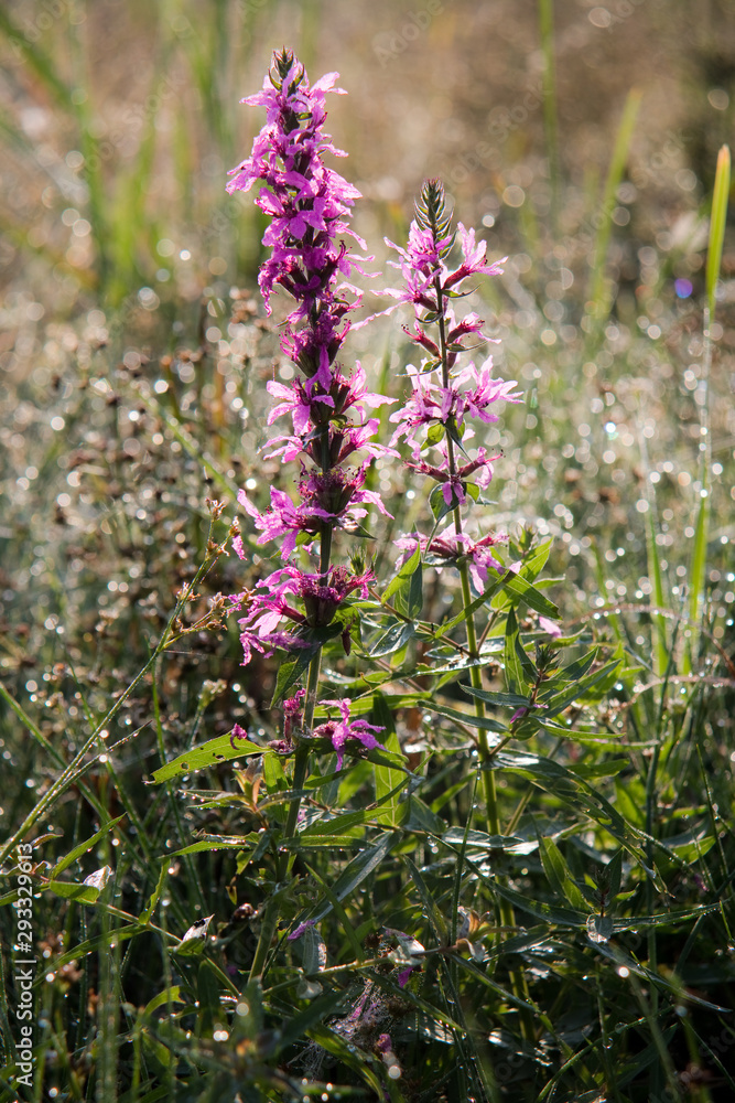 Fototapeta premium Lythrum salicaria