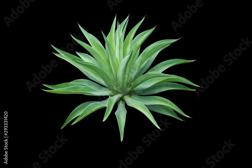 Agave plant isolated on  black background. clipping path. Agave plant tropical drought tolerance has sharp thorns.