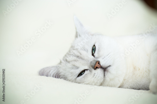 beautiful young cat breed Scottish chinchilla straight