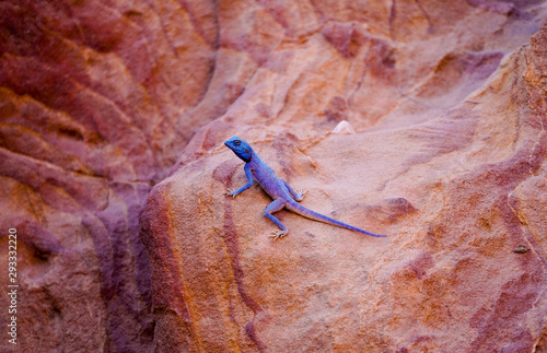 Blue Lizard (Petra, Jordan)