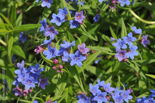 Blauroter Steinsame