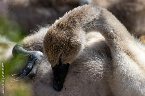 Cygnet Baby Swan Grooming photo