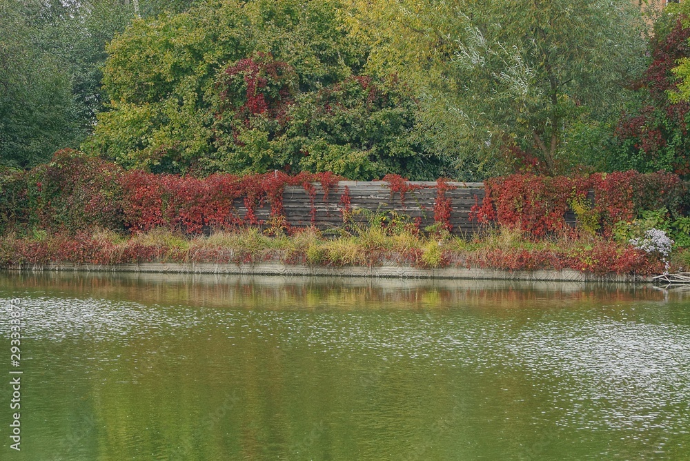 gray wooden fence overgrown with red and green vegetation on the lake