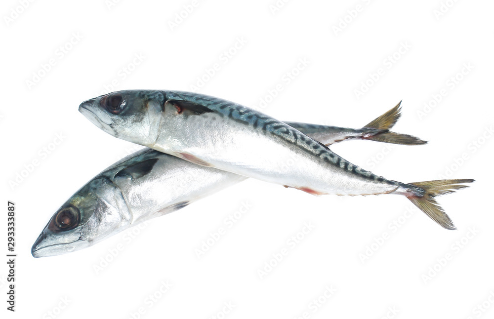 Fresh saba fish isolated on white background Fresh saba fish isolated on white background