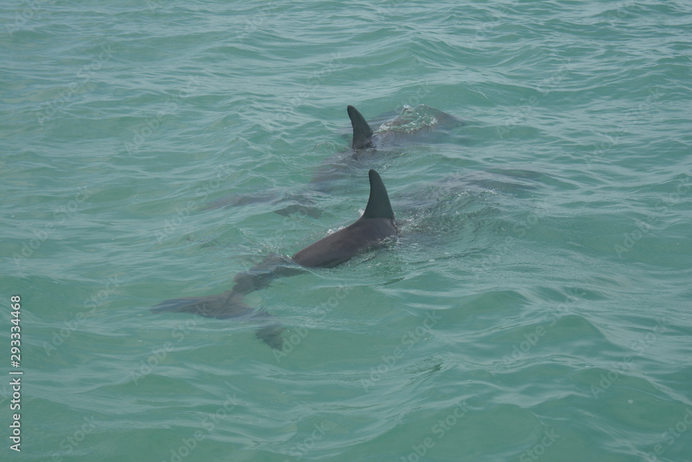 Obraz premium Dolphin Delfin 