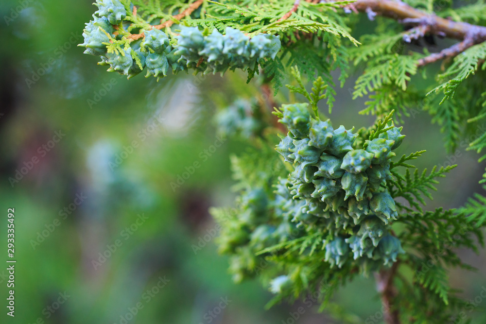 Green cones of thuja western on a branch, close-up. The botanical family of thuja is cupressaceae trees Green cones of thuja western on a branch, close-up. The botanical family of thuja is cupressaceae trees