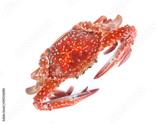 crab isolated on a white background