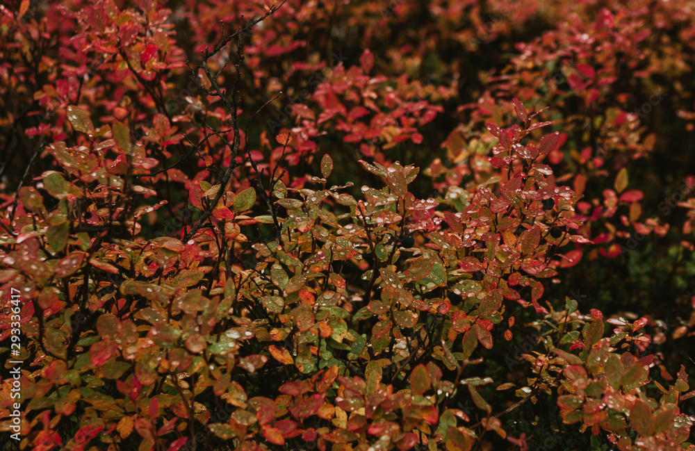 Autumn red leaves.Burgundy-red leaves on the Bush in autumn. Autumn red leaves.Burgundy-red leaves on the Bush in autumn.