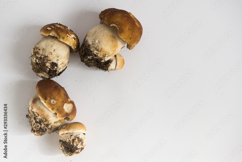 mushrooms isolated on white background mushrooms isolated on white background