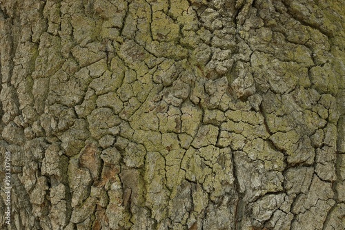 natural vegetative background from a gray green bark on a tree