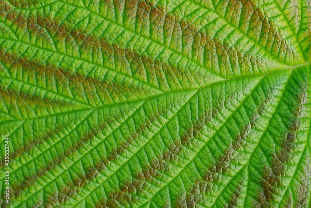 color texture from a piece of a large leaf color texture from a piece of a large leaf