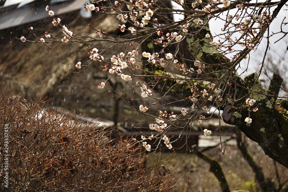 Obraz premium 梅苑