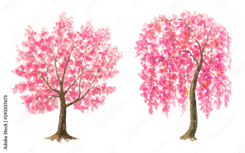 Obraz premium Pink Cherry Blossom tree set watercolor painting hand drawn on isolated white background